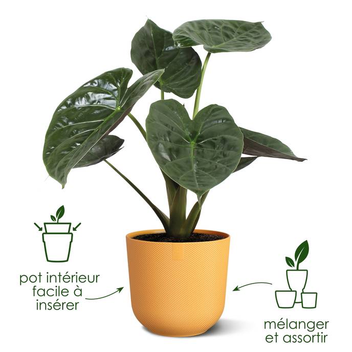 jazz rond 19cm jaune ambré